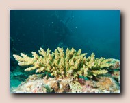 Table coral
