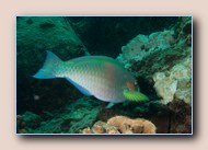 Parrotfish