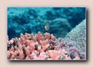 Eightband butterflyfish