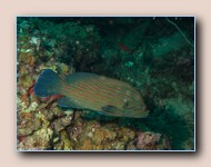 Bluelined grouper