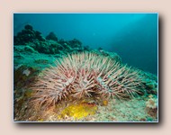 Crown-of-thorns starfish