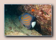 Bluering angelfish