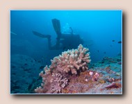Finger coral