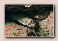 Masked puffer