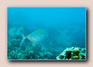 Yellow jack