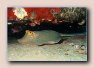 Bluespotted stingray