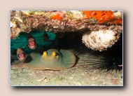 Bluespotted stingray with squirrelfish