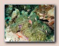 Pink anemonefishes in host anemone