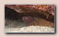 White-eyed moray