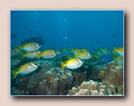 Yellow rabbitfish