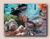 Blacktip grouper