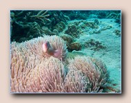 Pink anemonefish in host anemone