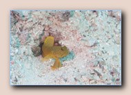Bluespotted goby