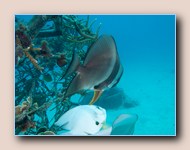 Longfin spadefishes