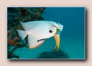 Longfin spadefish with bluestreak cleaner wrasses