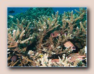Redcoat squirrelfishes