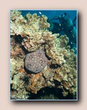Cushion star