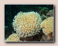 Mushroom leather coral