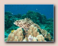 Grouper