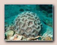 Coral
