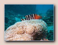 Redbreasted wrasse behind crescent-tentacled coral