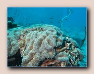 Coral