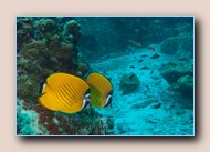 Hong Kong butterflyfishes