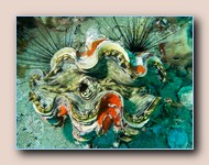 Giant clam