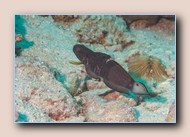 Ringed goby