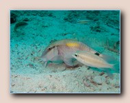 Goatfish and snapper