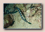 Yellow-lipped sea krait