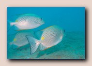 Golden rabbitfishes