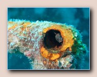 Blenny in hole