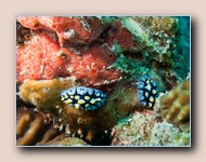 Nudibranchs
