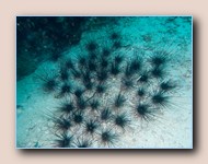 Diadem starfish