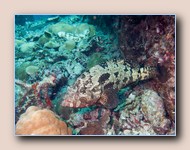 Brown grouper