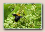 Hommel