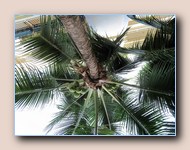Palmboom