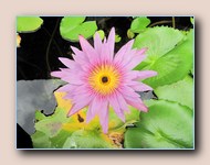 Lotus