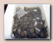 Schildpadjes