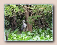 Indische gaper (ooievaar)