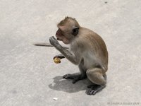 Long tailed macaque