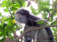 Dusky leaf monkey
