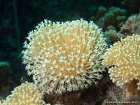 Mushroom leather coral