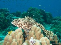 Longfin grouper