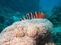Roodborstlipvis (Cheilinus fasciatus) achter hamerkoraal