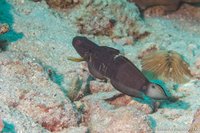 Geringde goby