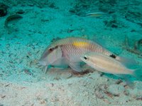 Indische zeebarbeel