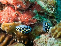 Varicose phyllidia