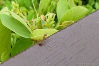Weaver ant
